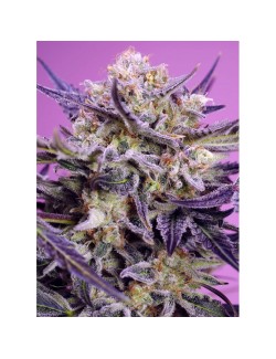 Pink Guava F1 Fast Version