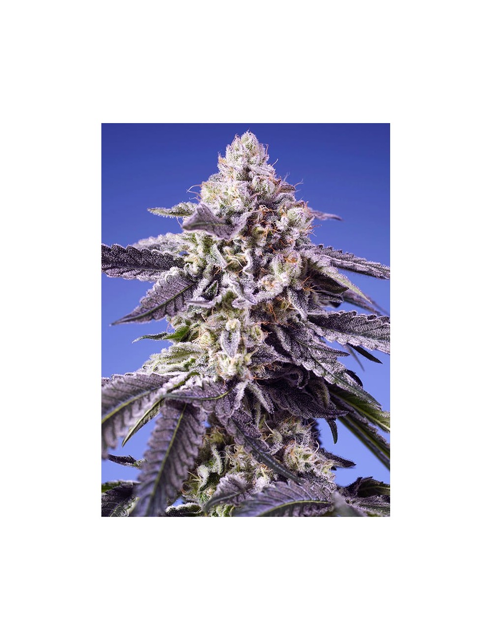 Permanent Jealousy XL Auto