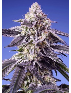 Permanent Jealousy XL Auto