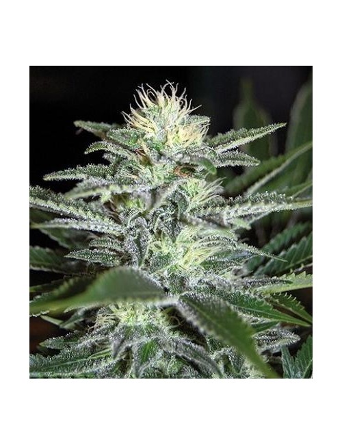 White Widow Auto Granel