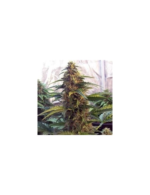 Ak 47 Auto Granel